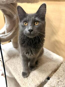 Luna 2 -  Domestic Short Hair Cat for Adoption in Port Barrington, Illinois - Luna 2 | PetCurious