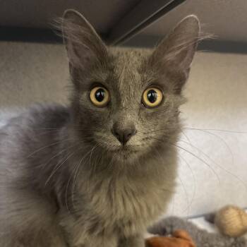 Twister -  Domestic Medium Hair Cat for Adoption in Goleta, California - Twister | PetCurious