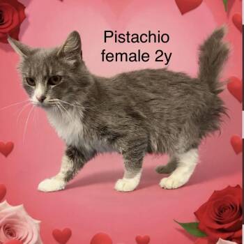 Domestic Medium Hair Cats Available for Adoption - Pistachio | PetCurious