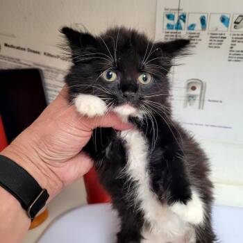 Betty -  Domestic Medium Hair Cat for Adoption in Belfair, Washington - Betty | PetCurious