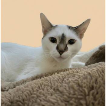 Domestic Short Hair Cats Available for Adoption in Blasdell, New York - Posy | PetCurious