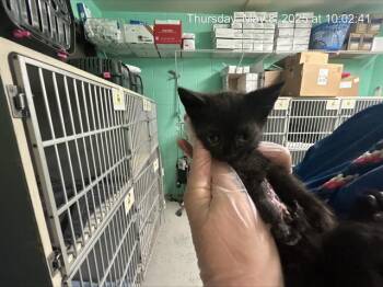Rescue Domestic Short Hair Cats for Adoption in Ocala, Florida - JACK SPARROW | PetCurious