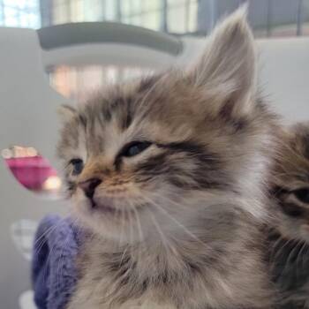 Margarita in Street MD -  Domestic Short Hair Cat for Adoption - Margarita In Street MD | PetCurious