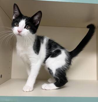 Posie -  Domestic Short Hair Cat for Adoption in Walled Lake, Michigan - Posie | PetCurious