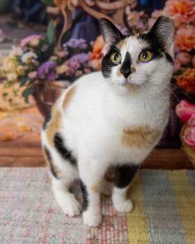 Domestic Short Hair Cats Available for Adoption in Lapeer, Michigan - Dina | PetCurious