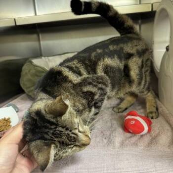 Ferret -  Domestic Short Hair Cat for Adoption in Richmond, Virginia - Ferret | PetCurious