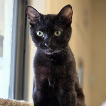 Rescue Domestic Short Hair Cats for Adoption in Wickenburg, Arizona - Sassafras | PetCurious