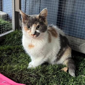 Domestic Medium Hair Cats Available for Adoption - Lotus | PetCurious