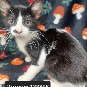 Rescue Domestic Short Hair Cats for Adoption in New Tazewell, Tennessee - Tanner | PetCurious