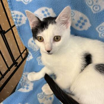 Domestic Short Hair Cats Available for Adoption - Baby Oreo | PetCurious