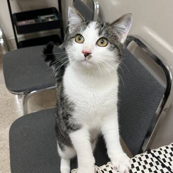 Rescue Domestic Short Hair Cats for Adoption in Des Moines, Iowa - Pier | PetCurious
