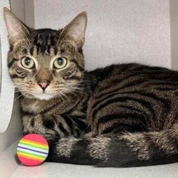 Domestic Short Hair Cats Available for Adoption in New York, New York - Kittiyosa | PetCurious