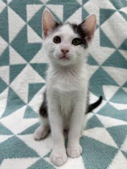 Pontoon -  Domestic Short Hair Cat for Adoption in Columbus, Ohio - Pontoon | PetCurious