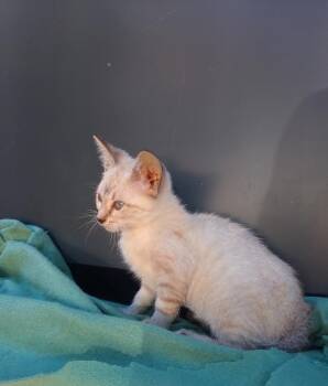 Rescue Domestic Short Hair Cats for Adoption - Amy #405 | PetCurious