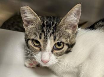 Creek -  Domestic Short Hair Cat for Adoption in Portland, Oregon - Creek | PetCurious