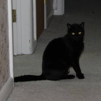 Skye -  Domestic Short Hair Cat for Adoption in Mayfield, New York - Skye | PetCurious