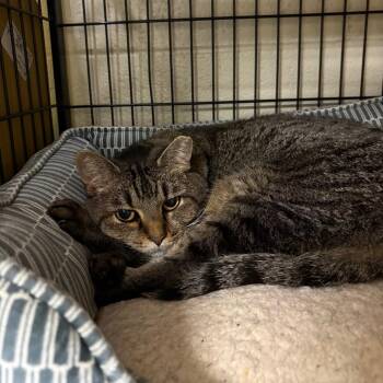 Bobbi -  American Shorthair Cat for Adoption in Columbus, North Carolina - Bobbi | PetCurious