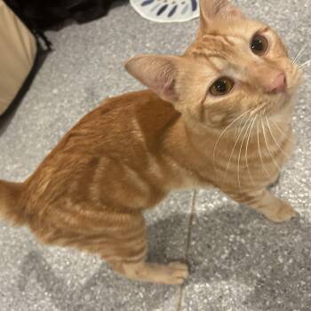 Rescue Domestic Short Hair Cats for Adoption in Palma Sola, Florida - Santilli | PetCurious