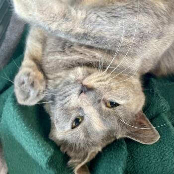 American Shorthair Cats Available for Adoption - Missy | PetCurious