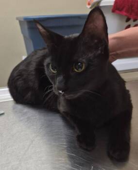 Domestic Short Hair Cats Available for Adoption in Christiansburg, Virginia - Aba | PetCurious