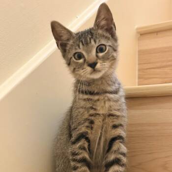 Von -  Domestic Short Hair Cat for Adoption in Houston, Texas - Von | PetCurious