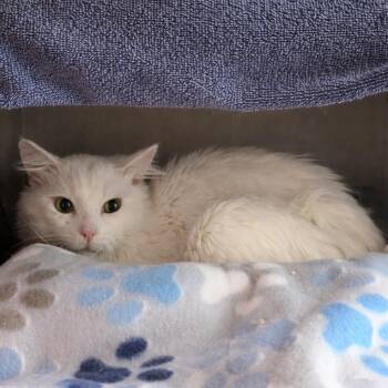 Domestic Long Hair Cats Available for Adoption in Pocatello, Idaho - Merlin | PetCurious
