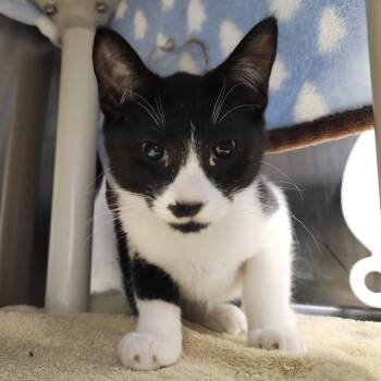 Polydactyl -  Domestic Short Hair Cat for Adoption in Fort Wayne, Indiana - Polydactyl | PetCurious