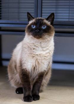 Tico -  Siamese Cat for Adoption in North Haven, Connecticut - Tico | PetCurious