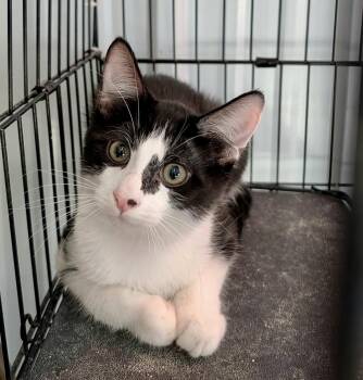 Irwin -  Domestic Short Hair Cat for Adoption in Detroit Lakes, Minnesota - Irwin | PetCurious