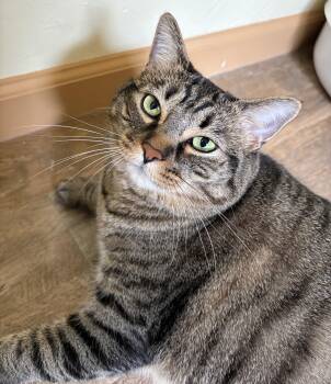 GRACIE -  Domestic Short Hair Cat for Adoption in Prescott, Arizona - GRACIE | PetCurious
