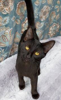 Rescue Domestic Short Hair Cats for Adoption in Manhattan, Kansas - Boo *Courtesy Post | PetCurious