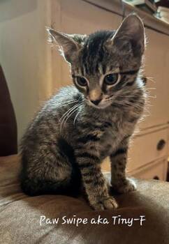 PawSwipe -  Domestic Short Hair Cat for Adoption in Lunenburg, Massachusetts - PawSwipe | PetCurious