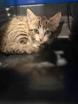 Beck -  Domestic Short Hair Cat for Adoption in North Richland Hills, Texas - Beck | PetCurious