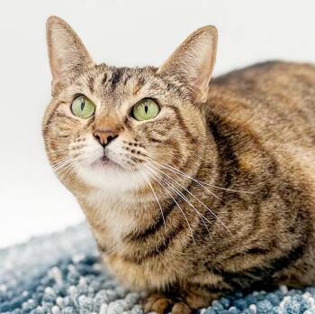 Bengal and Torbie Cats Available for Adoption - Momma Is Simply Magic!  Mushy THERAPY SWEET And Just Wonderful!  | PetCurious