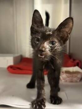LUNAR -  Domestic Short Hair Cat for Adoption in Doral, Florida - LUNAR | PetCurious