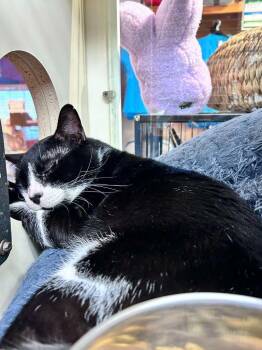 Candyman -  Domestic Short Hair Cat for Adoption in Sebastian, Florida - Candyman | PetCurious