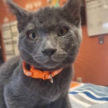 Romance - In Foster! -  Domestic Short Hair Cat for Adoption in Flagstaff, Arizona - Romance - In Foster! | PetCurious