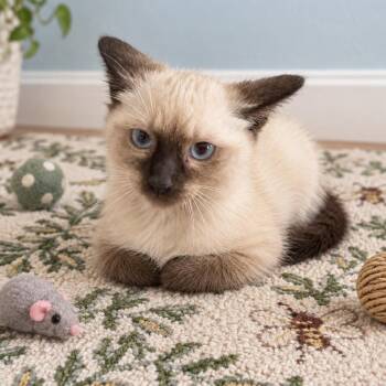 Gatsby (in Stevensville, MD) -  Siamese Cat for Adoption - Gatsby (in Stevensville, MD) | PetCurious