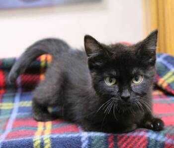 Fish Sticks -  Domestic Short Hair Cat for Adoption in Portage, Wisconsin - Fish Sticks | PetCurious