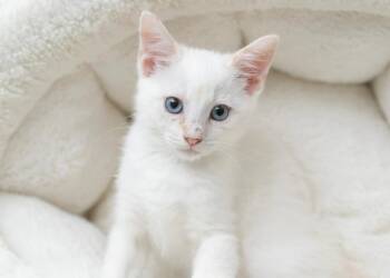 Gamora -  Domestic Short Hair Cat for Adoption in Sedalia, Colorado - Gamora | PetCurious