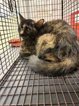 NORI -  Domestic Short Hair Cat for Adoption in Minneapolis, Minnesota - NORI | PetCurious