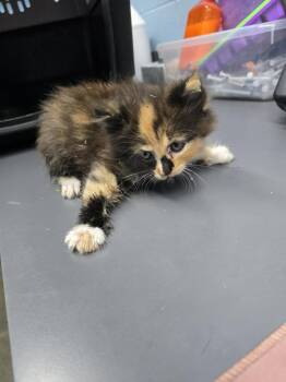 Carmel -  Domestic Medium Hair Cat for Adoption in Evansville, Indiana - Carmel | PetCurious