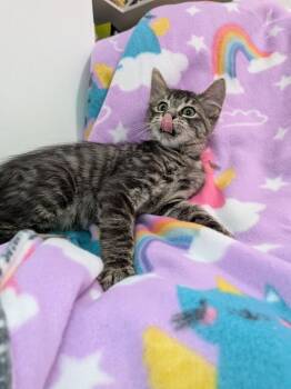 Shag Carpet -  Domestic Long Hair Cat for Adoption in San Antonio, Texas - Shag Carpet | PetCurious