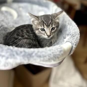 Domestic Short Hair Cats Available for Adoption in Long Beach, California - Bobcat | PetCurious