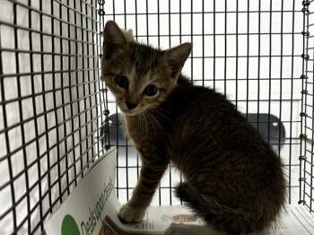 A2480719 -  Domestic Short Hair Cat for Adoption in Fort Lauderdale, Florida - A2480719 | PetCurious