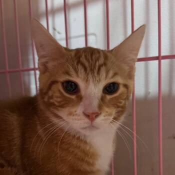 Dippity Doo -  Domestic Short Hair Cat for Adoption in Salisbury, Massachusetts - Dippity Doo | PetCurious