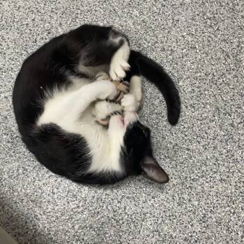 Houdini -  Domestic Short Hair Cat for Adoption in Grand Rapids, Michigan - Houdini | PetCurious