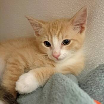 Lucky-"L" Kitten 2 -  Domestic Short Hair Cat for Adoption in Ojai, California - Lucky-"L" Kitten 2 | PetCurious
