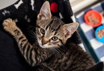 Domestic Short Hair Cats Available for Adoption in Warren, Michigan - Tee | PetCurious