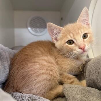 Domestic Short Hair Cats Available for Adoption in Riverside, California - Zayn | PetCurious
